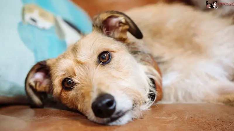 犬の膀胱炎の原因