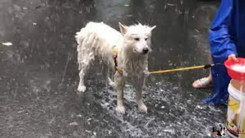 外 で しか トイレ を しない 犬 雨 の 日