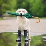 外 で しか トイレ を しない 犬 雨 の 日