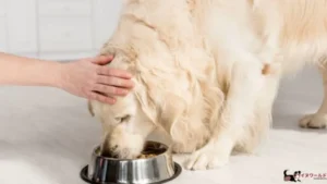 子犬 ウェット フード おすすめ