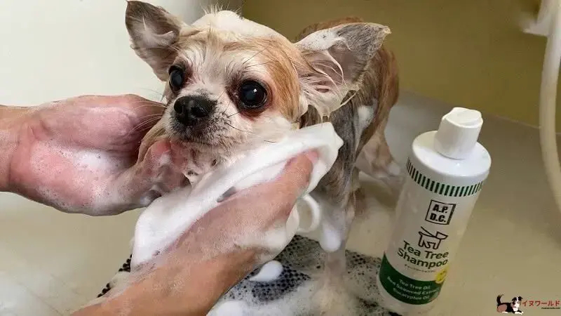 ティー ツリー シャンプー 犬 危険