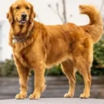 吠え ない 犬 種 ランキング