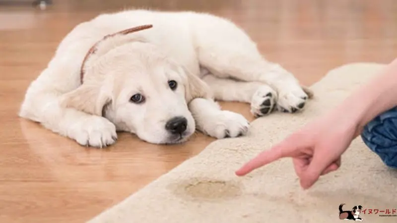 夜中 トイレ に 起きる 原因 犬