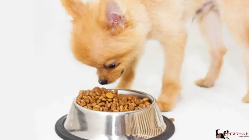 チワワ 子犬 餌 の 量