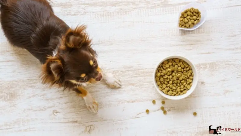 チワワ 子犬 餌 の 量