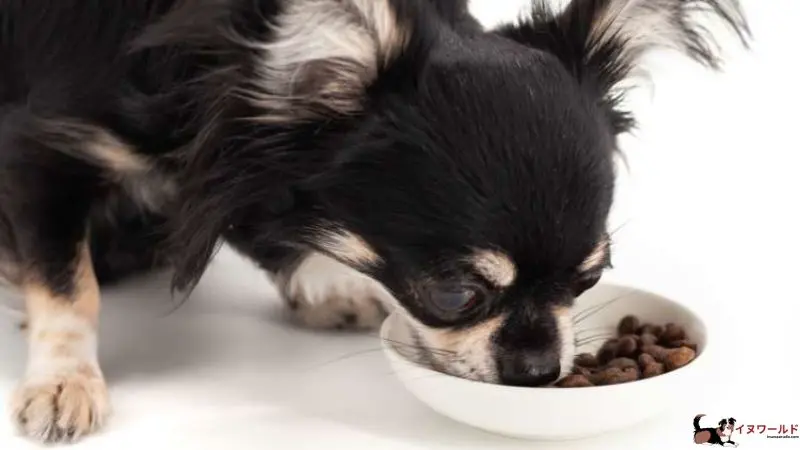 チワワ 子犬 餌 の 量