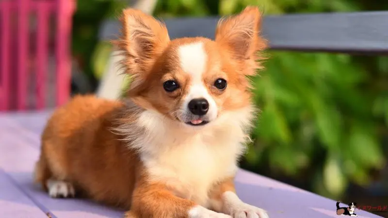 成人時のチワワ犬種の大きさ