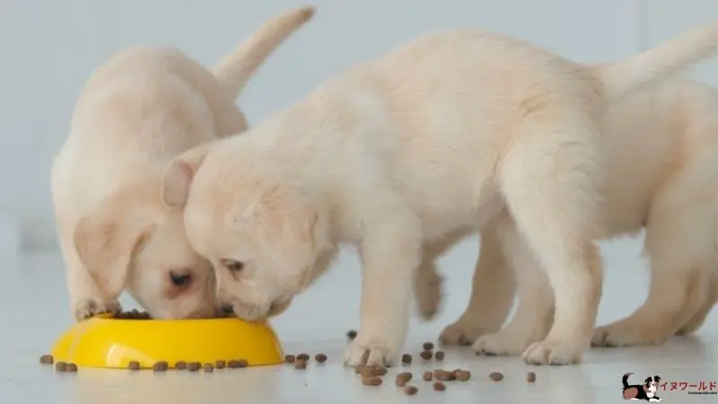 子犬 に 成 犬 用 フード