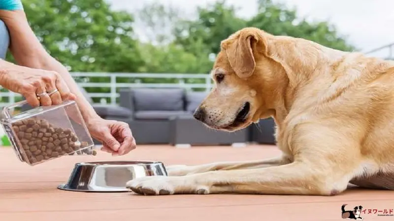 子犬 に 成 犬 用 フード