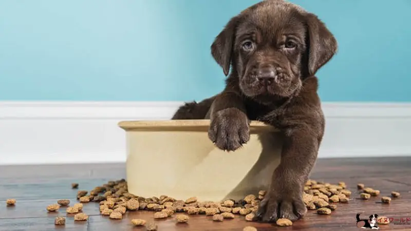 子犬 に 成 犬 用 フード