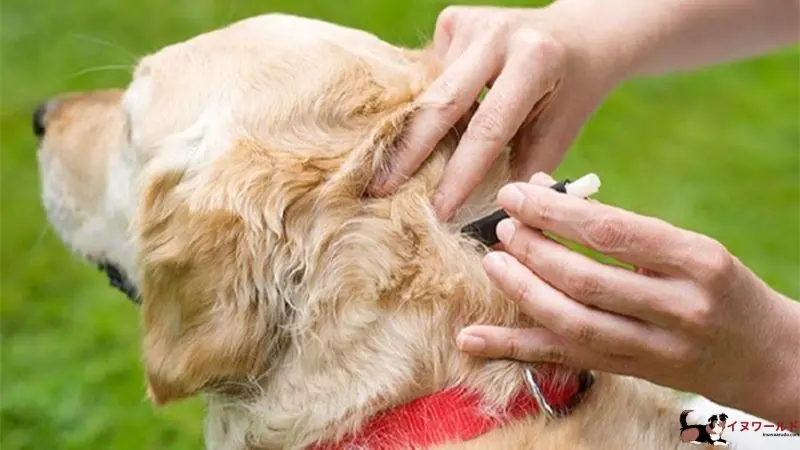 疥癬犬の治療