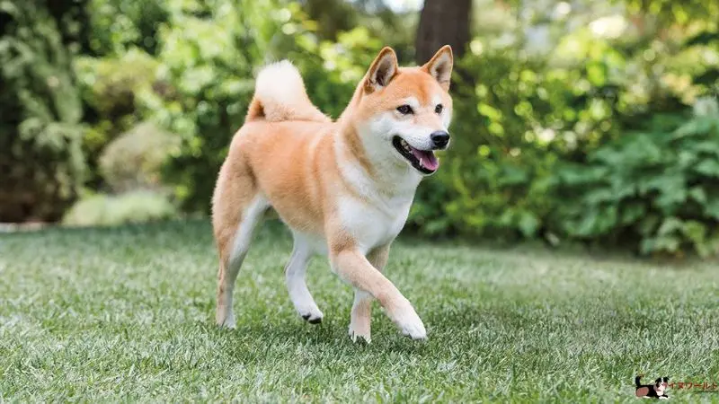 室内 犬 飼い やすい 豆 柴