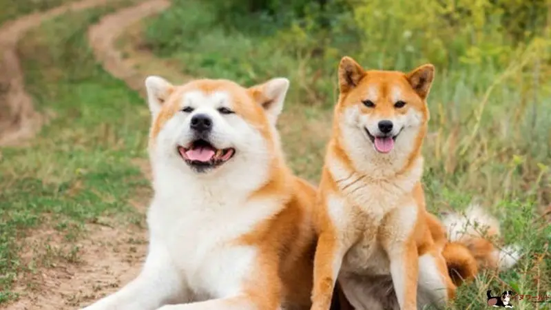 室内 犬 飼い やすい 豆 柴