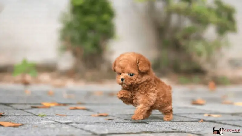 ティーカッププードルの子犬