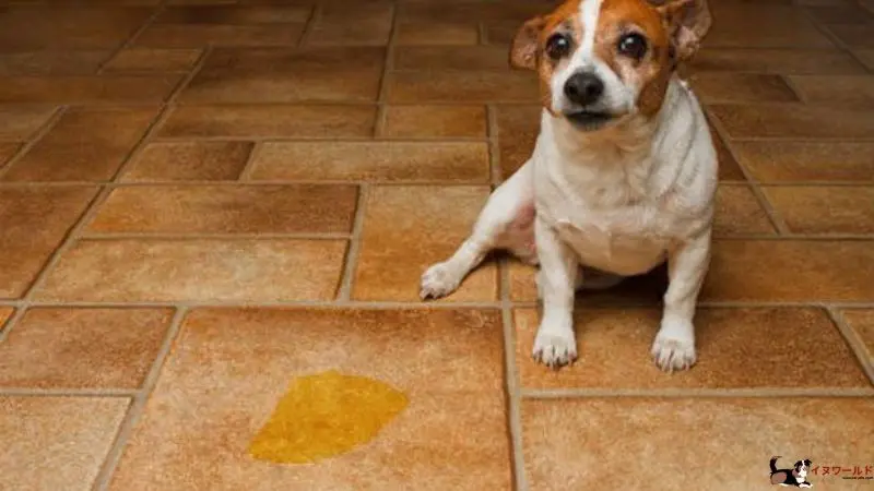 犬の膀胱炎の症状