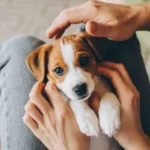 子犬 膝 の 上 で 寝る