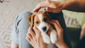 子犬 膝 の 上 で 寝る