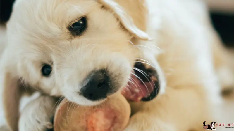 子犬に噛む訓練を始めたのはいつですか?