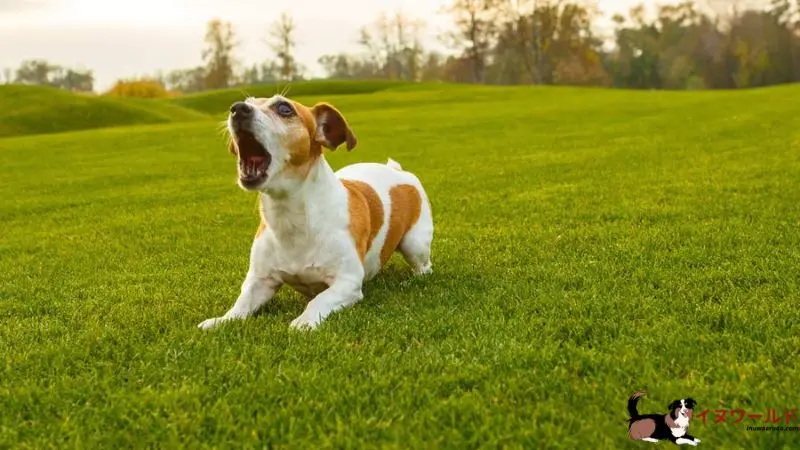 子犬 言う こと 聞か ない