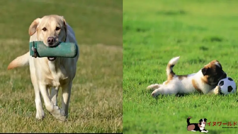 子犬 言う こと 聞か ない