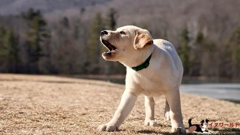 子犬 言う こと 聞か ない