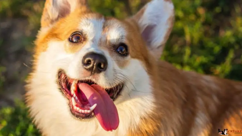 子犬 生え 変わり 歯