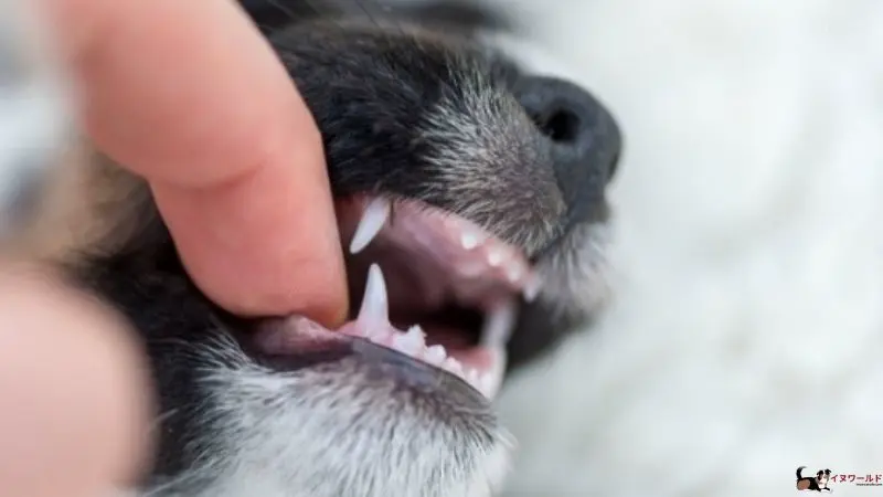 子犬 生え 変わり 歯