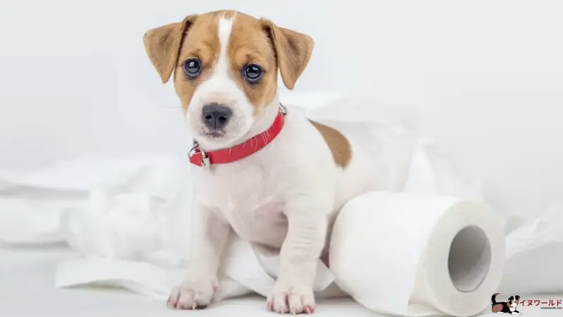 なぜ子犬 留守番 うんち まみれ